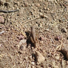Melanoplus cinereus