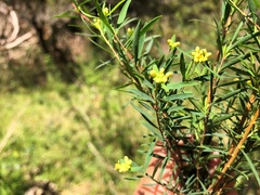 Pimelea neoanglica