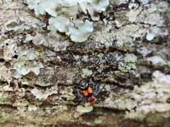 Enoclerus ichneumoneus