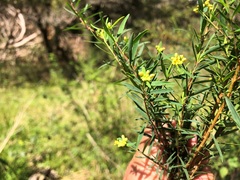 Pimelea neoanglica