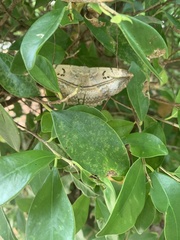 Hypopyra vespertilio