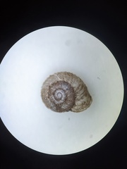 Vallonia perspectiva