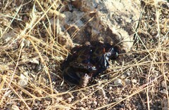 Centrocercus urophasianus