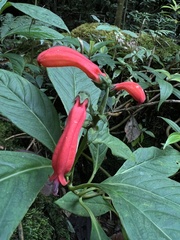 Centropogon granulosus