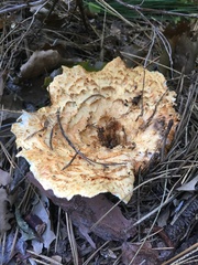 Turbinellus kauffmanii