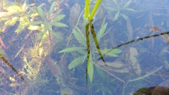 Proserpinaca palustris