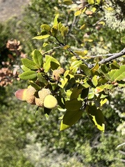 Quercus chrysolepis