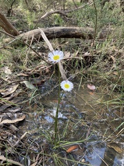 Allittia cardiocarpa