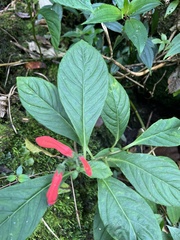 Centropogon granulosus