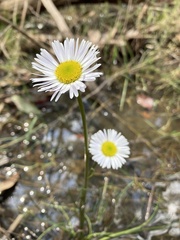 Allittia cardiocarpa