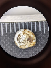 Ventridens suppressus