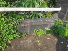 Eutropis multifasciata