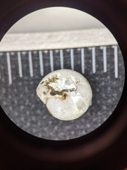 Ventridens suppressus