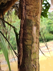 Anolis evermanni