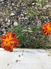 Tagetes erecta