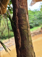 Anolis evermanni