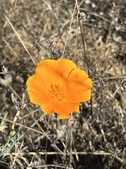 Eschscholzia