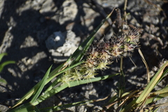 Cenchrus tribuloides