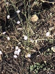 Stephanomeria diegensis