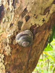 Caracolus caracolla