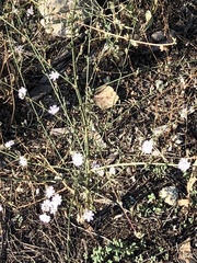 Stephanomeria diegensis