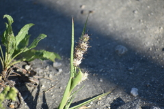 Cenchrus tribuloides