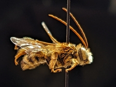 Melissodes comptoides