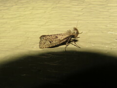 Acrolophus mortipennella