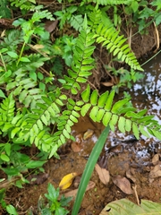Adiantum latifolium