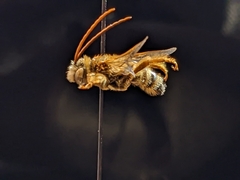 Melissodes comptoides