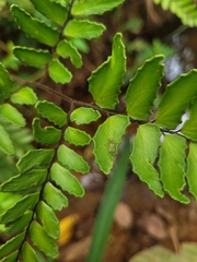 Adiantum latifolium