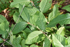 Viburnum cassinoides