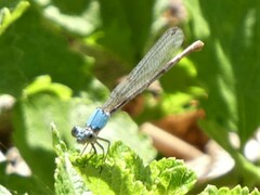 Argia moesta
