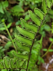 Adiantum latifolium