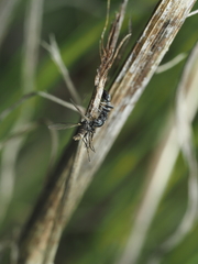 Pseudomyrmex lynceus