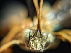 Melissodes comptoides