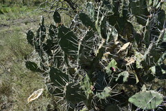 Opuntia megapotamica