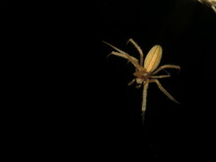 Larinia directa