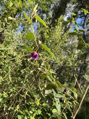 Howittia trilocularis