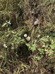 Erigeron