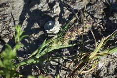 Cenchrus tribuloides