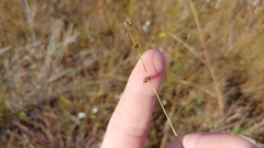 Scleria verticillata