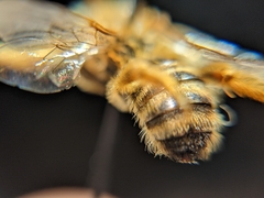 Melissodes comptoides