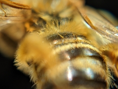 Melissodes comptoides