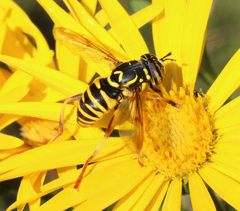 Spilomyia interrupta