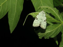 Leuconycta diphteroides