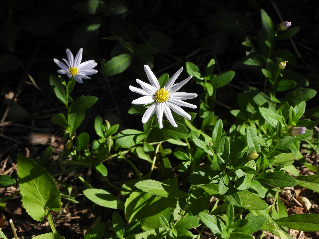 Aster lautureanus