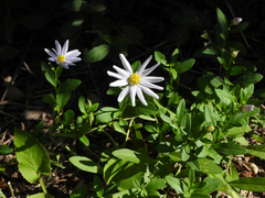 Aster lautureanus