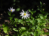 Aster lautureanus - Photo (c) Chuangzao, some rights reserved (CC BY-NC), uploaded by Chuangzao