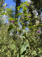 Howittia trilocularis